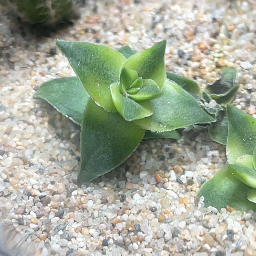 Sea Sandwort plant with green leaves growing in sandy soil.