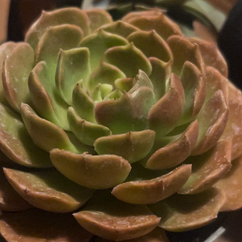 Photo of the plant species Echeveria Brown Rose by @TopSpiralaloe named Delilah on Greg, the plant care app