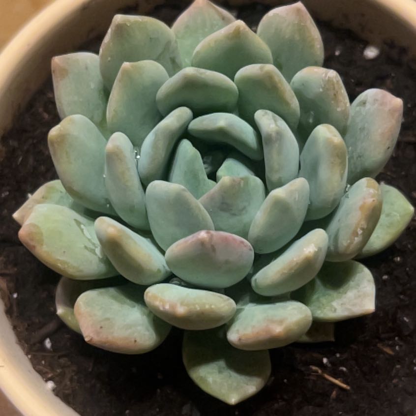 Photo of the plant species Pachyveria 'Corvus' by @TopSpiralaloe named Lebron on Greg, the plant care app