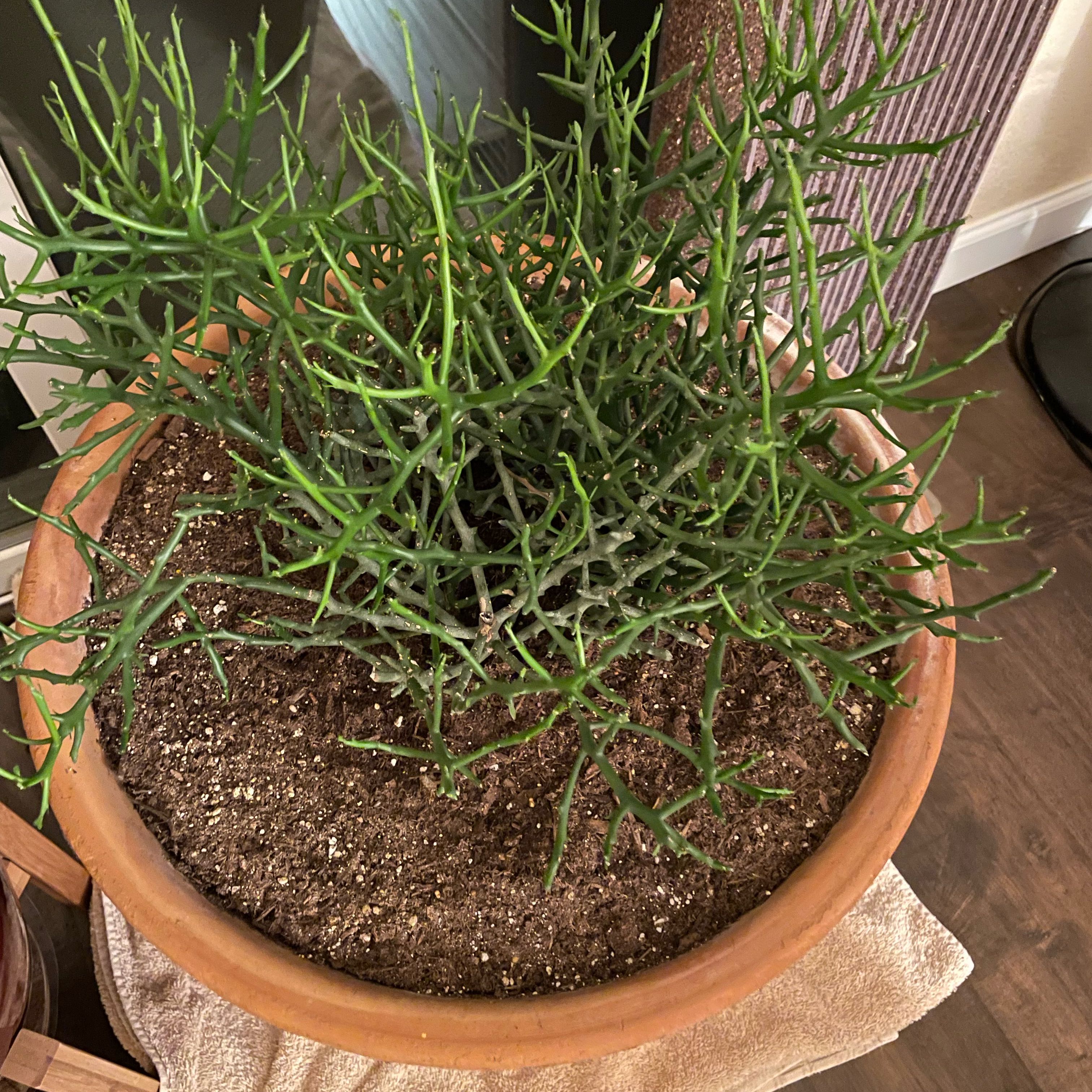 Photo of the plant species Euphorbia 'Briar Patch' by @HeadBamboopalm named Briar patch on Greg, the plant care app