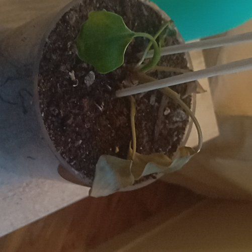 Photo of the plant species Philodendron Green Apple by @PeachyArrowroot named Marilyn on Greg, the plant care app