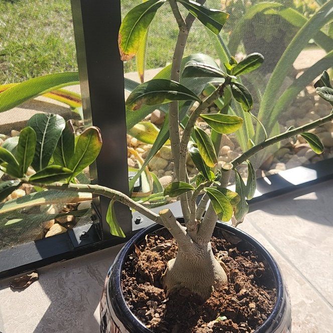 Photo of the plant species umbrella plant by @CosmicDandelion named LiloStitch on Greg, the plant care app