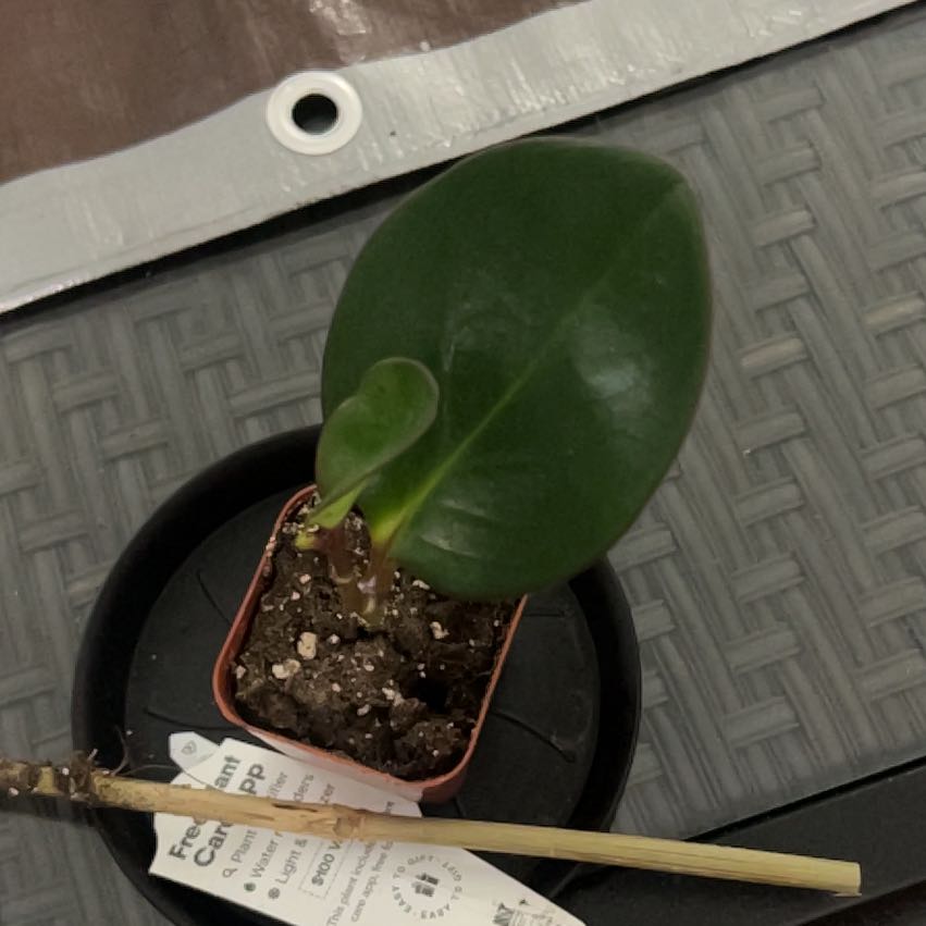 Photo of the plant species Pixie by @DrivenAirpotato named Osmo on Greg, the plant care app