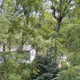 Photo of the plant species Black Walnut by @SecureGray named McKinley on Greg, the plant care app