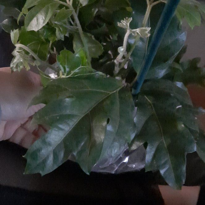 Photo of the plant species Common Forest Grape by @HumaneEspostoa named Eva on Greg, the plant care app