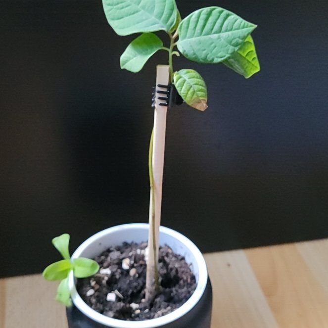 Photo of the plant species cherimoya by @MentorCapsicum named McKinley on Greg, the plant care app