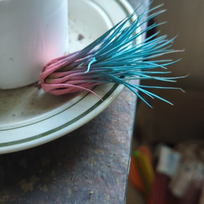 Photo of the plant species Ionantha Selecta by @AgelesslyZinnia named Zion on Greg, the plant care app