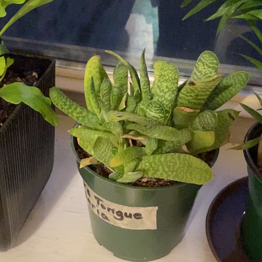 Photo of the plant species Ox Tongue by @VocalSilverleaf named Delilah on Greg, the plant care app