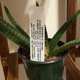 Photo of the plant species Knoppies Gasteria by @VocalSilverleaf named Sherlock on Greg, the plant care app