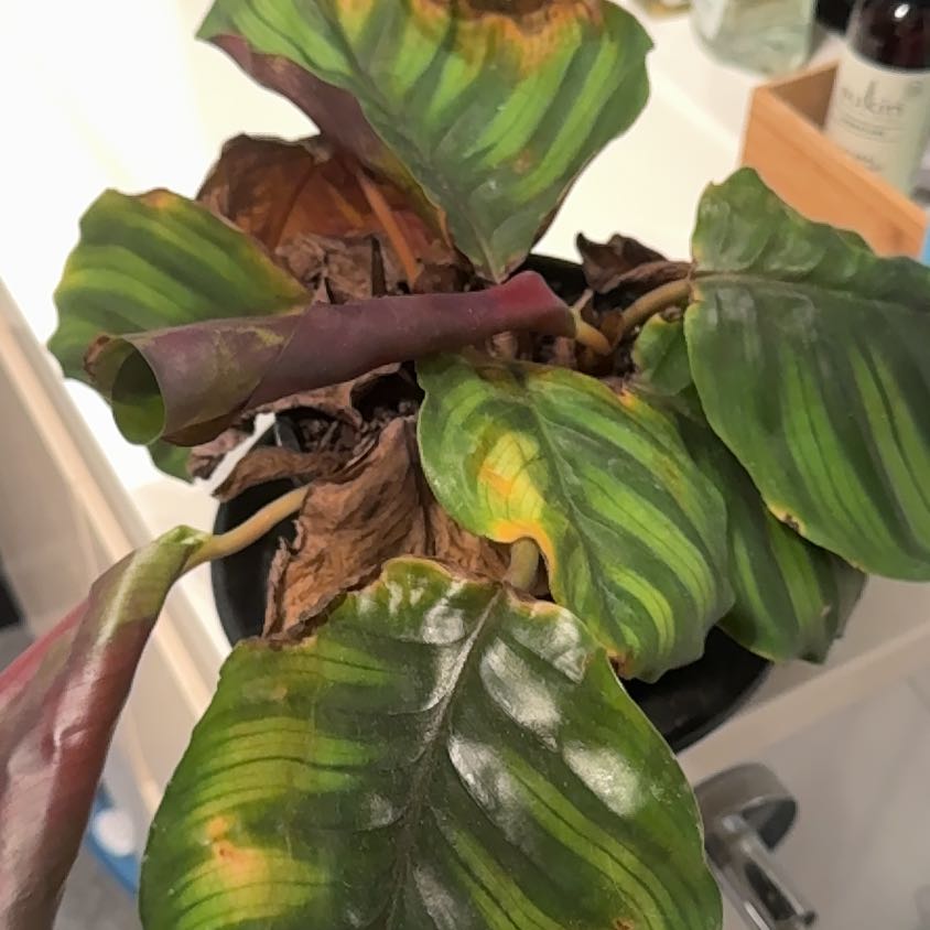Photo of the plant species Calathea fasciata by @InformedNoni named Mollie on Greg, the plant care app