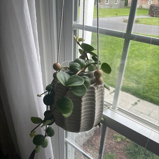 Vining Peperomia plant in Syracuse, New York
