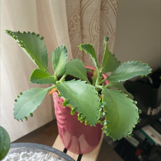 Mother of Thousands plant in Syracuse, New York