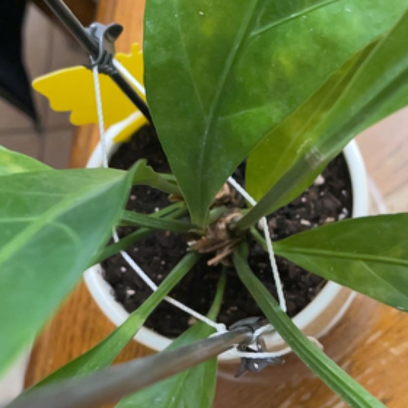 Photo of the plant species Anthurium Jungle King by @FancyIcecaps named Dax on Greg, the plant care app