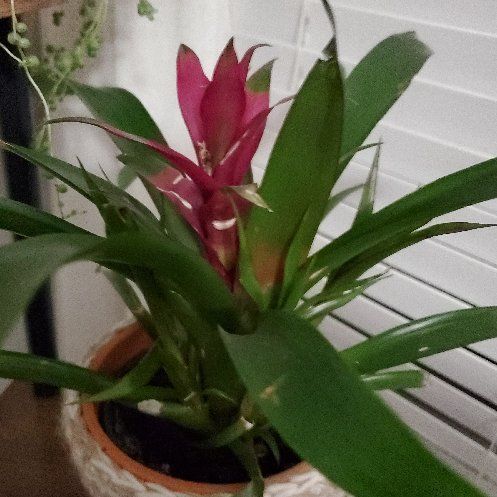 Photo of the plant species Portea nana Bromeliad by @CozyBluespruce named Beckham on Greg, the plant care app