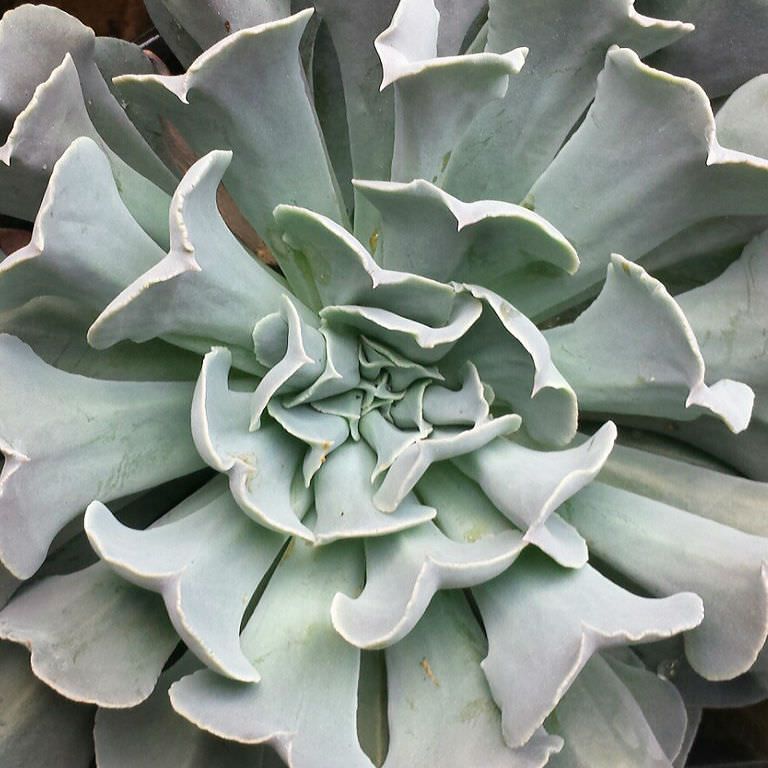 Photo of the plant species Echeveria 'Arabella' by @FinestChosmo named Stitch on Greg, the plant care app