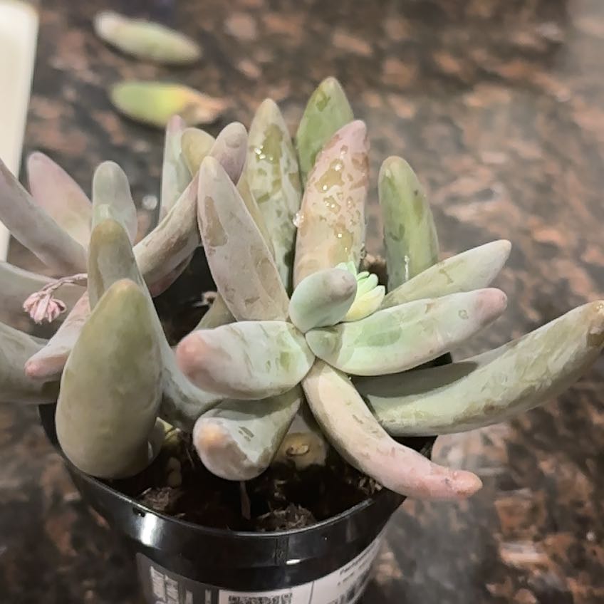 Pachysedum 'Ganzhou' succulent in a small pot with some leaf discoloration and spots.