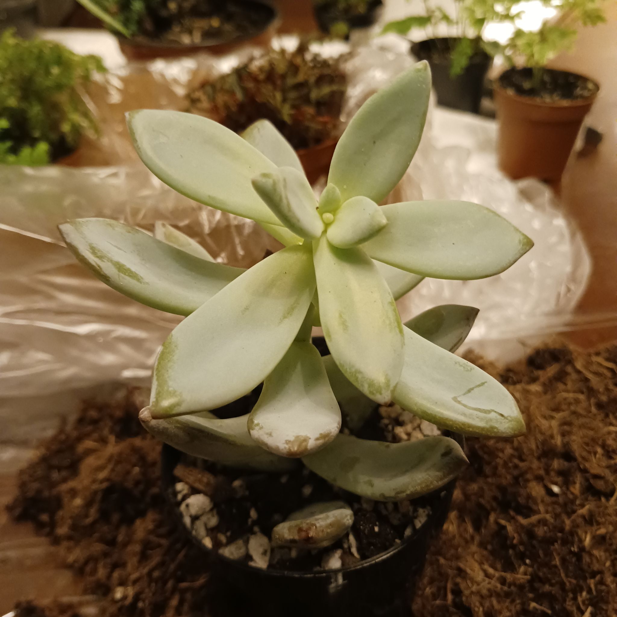 Pachyveria 'Powder Puff' succulent with slight browning on leaf tips, potted with visible soil.