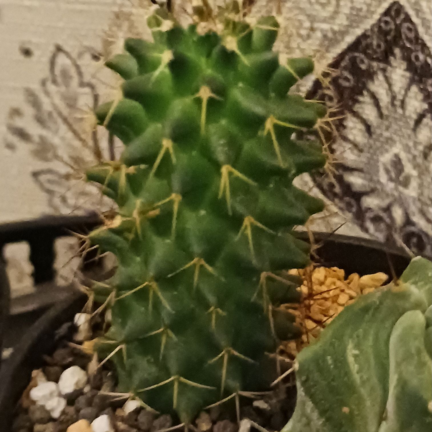 Photo of the plant species Coryphantha poselgeriana by @UncommonRedvein named 004sSanders on Greg, the plant care app
