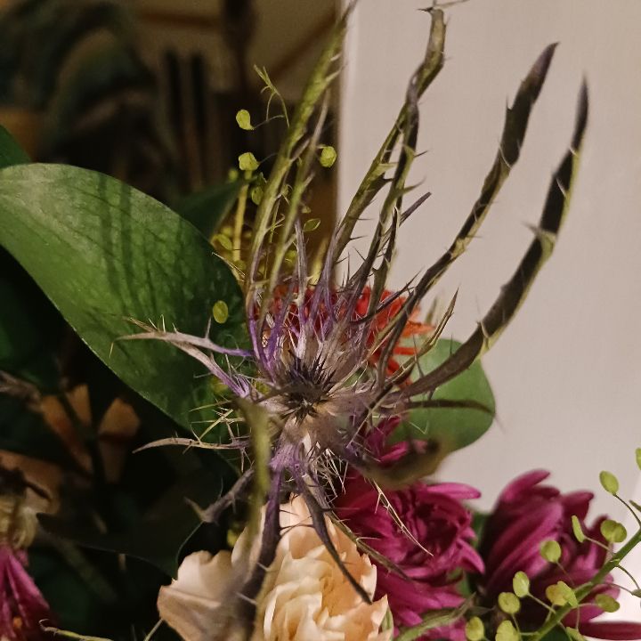 Photo of the plant species Mediterranean Sea Holly by @UncommonRedvein named ZDEAD012sMochi on Greg, the plant care app