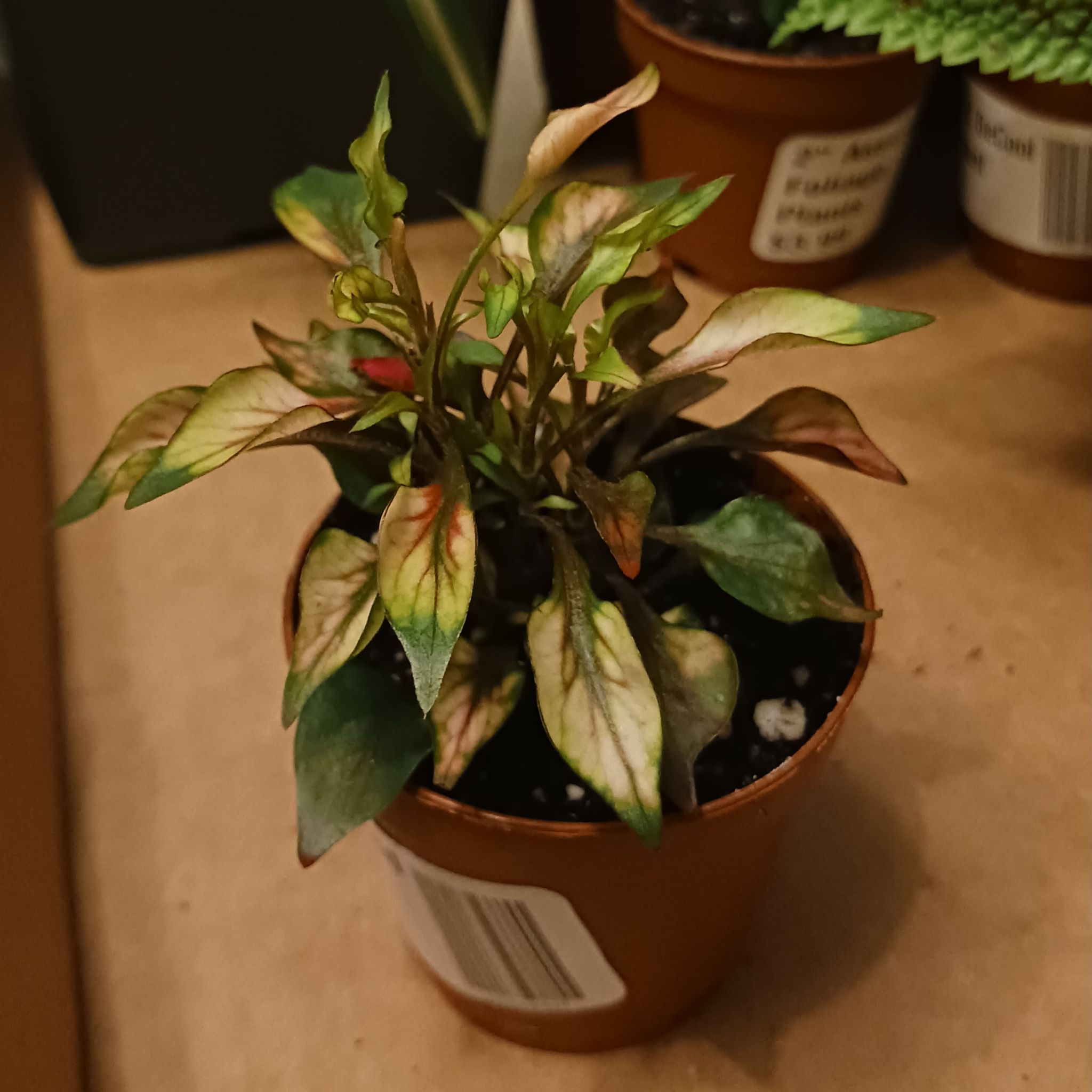 Photo of the plant species Joseph's Coat by @UncommonRedvein named ZDEAD012SUNJemma on Greg, the plant care app
