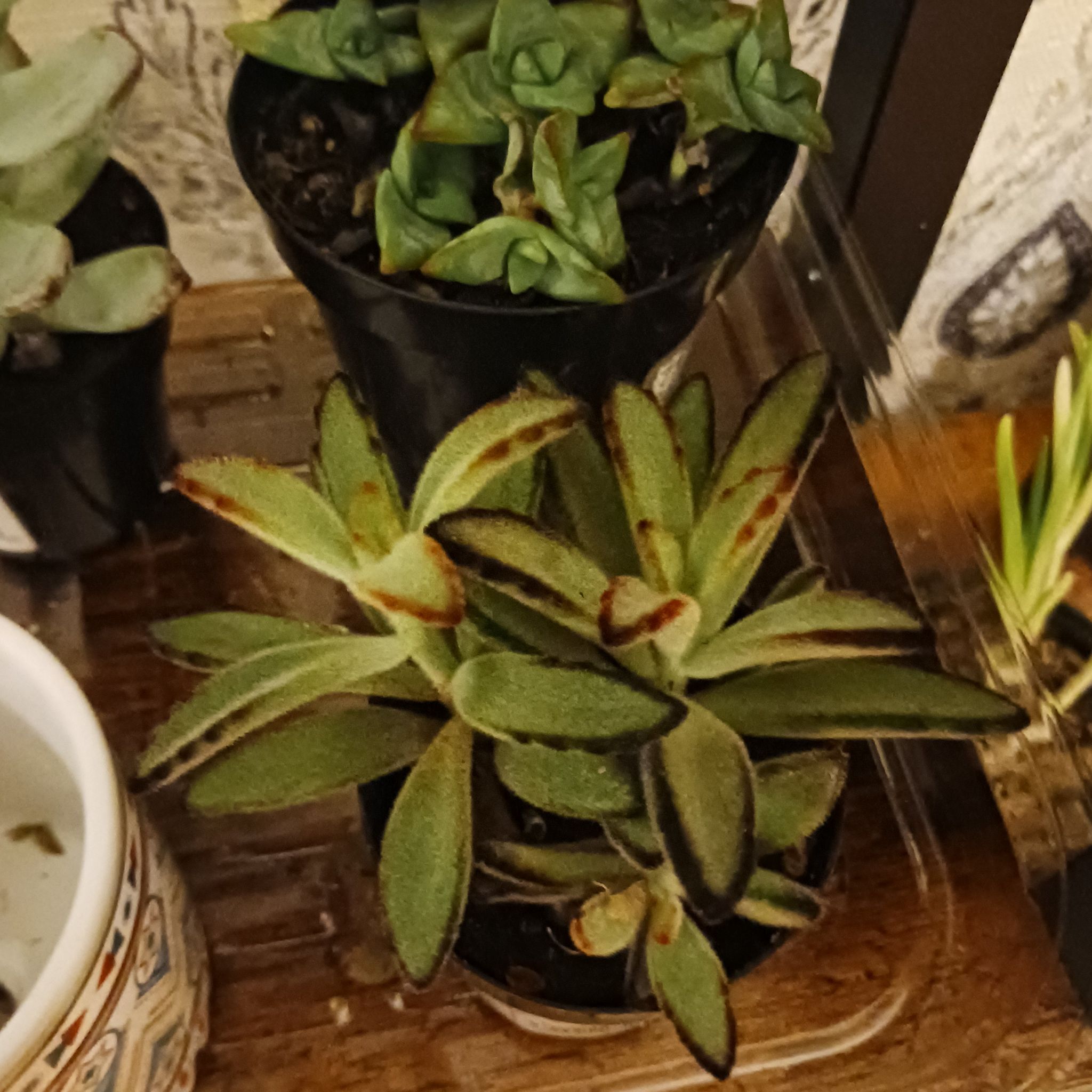 Photo of the plant species Chocolate Soldier by @UncommonRedvein named 013bdLindt on Greg, the plant care app