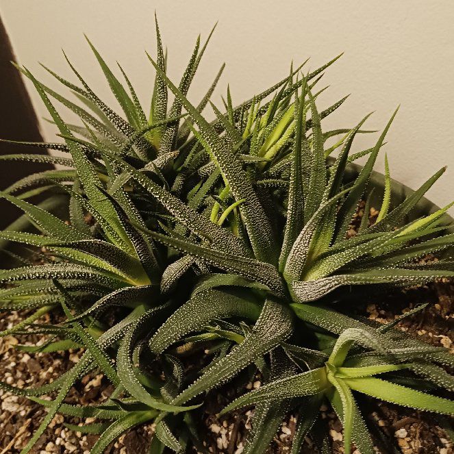 Photo of the plant species Zebra Plant Glabrata by @UncommonRedvein named 013bdShakira on Greg, the plant care app