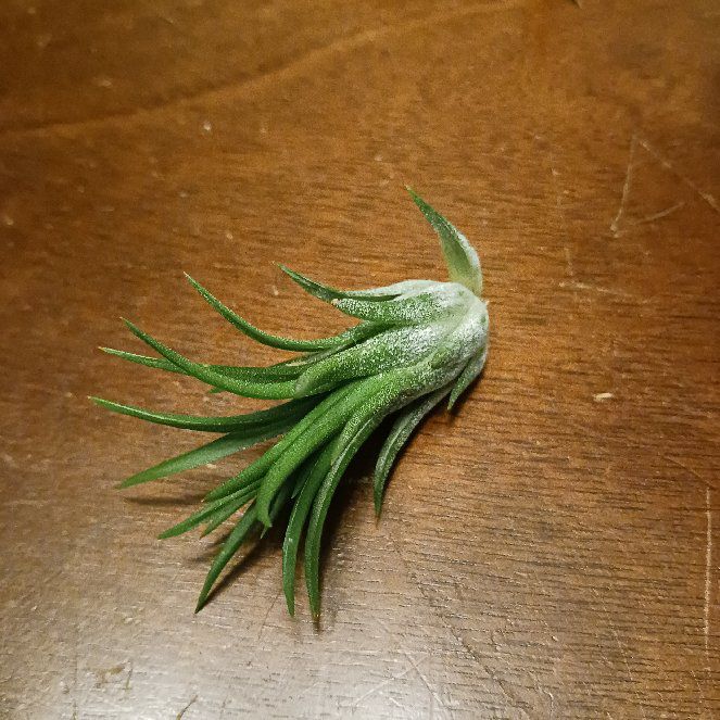 Photo of the plant species Rubra Air Plant by @UncommonRedvein named ZDEADIona Rubra on Greg, the plant care app
