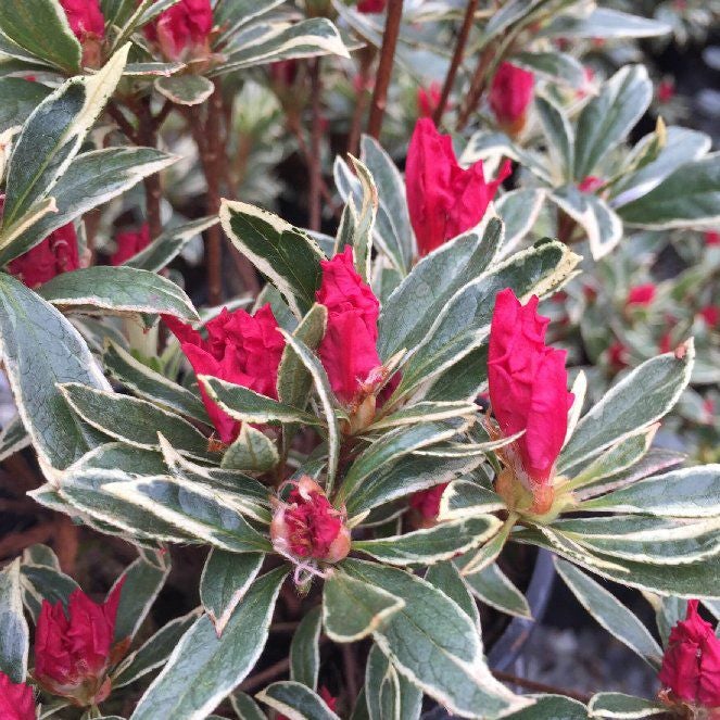 Photo of the plant species Azalea by @UncommonRedvein named 000sLeaSilverSword on Greg, the plant care app