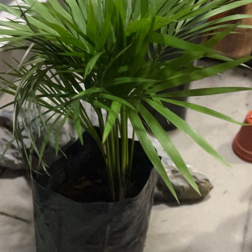 Plant care for Gideon's Palm on Greg, the plant care app