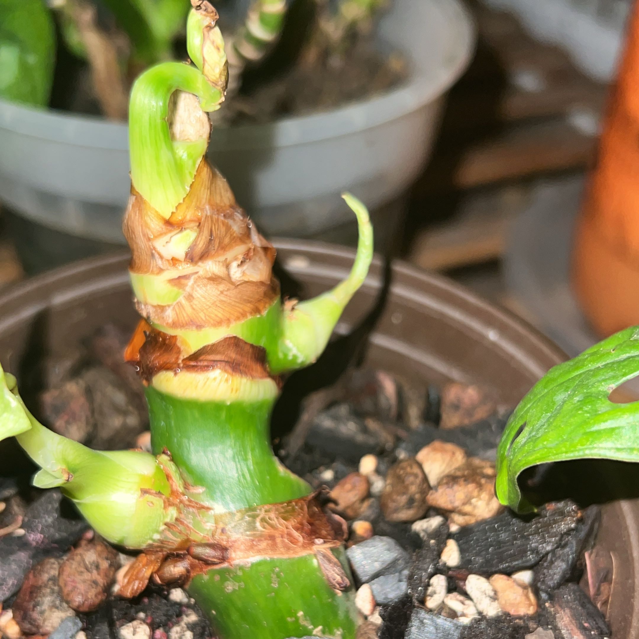 Photo of the plant species Philodendron mamei by @StrongDionysos named Ronaldo on Greg, the plant care app