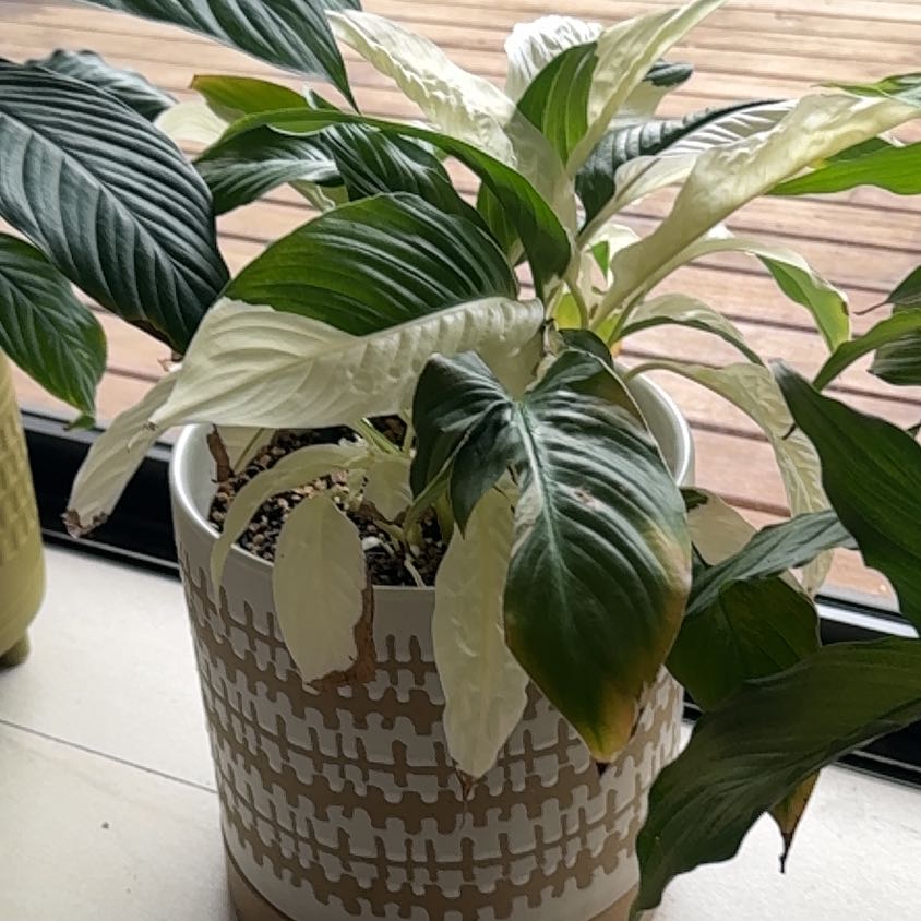Photo of the plant species Picasso Peace Lily by @GentleRedginger named Captain Plant-it on Greg, the plant care app