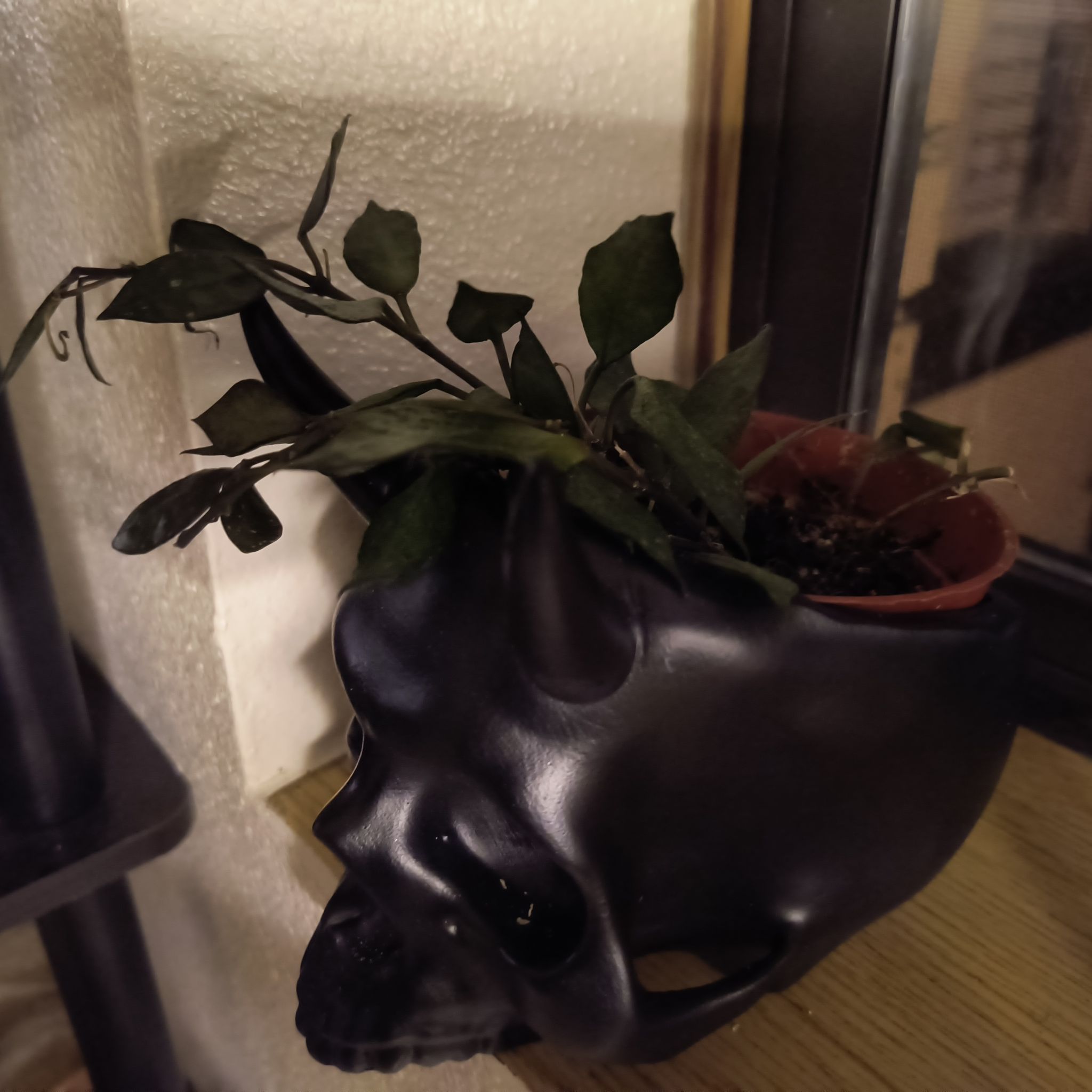 Hoya krohniana black plant in a skull-shaped pot with some leaf discoloration and wilting.
