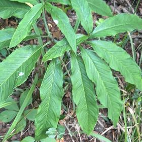 Photo of the plant species Dragon Root by @ManySiamtulip named Kobe on Greg, the plant care app