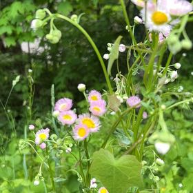 Photo of the plant species Philadelphia Fleabane by @ManySiamtulip named Forrest on Greg, the plant care app