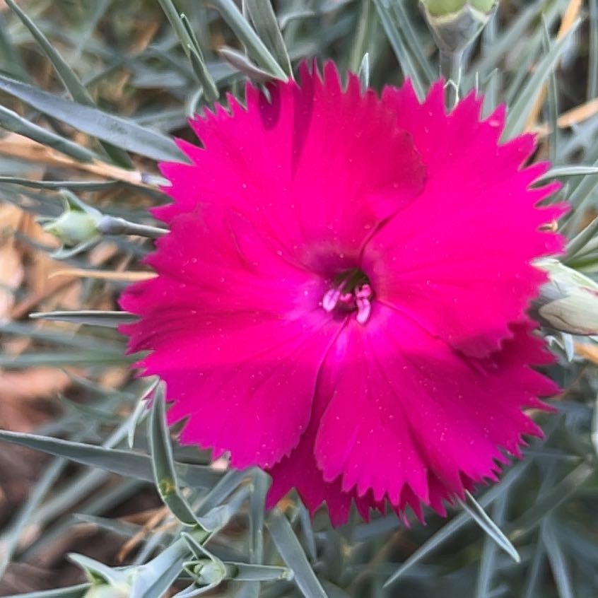 Photo of the plant species Border Carnation by @ManySiamtulip named Sproutacus on Greg, the plant care app