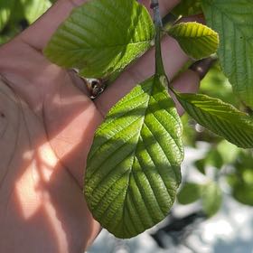 Photo of the plant species European Alder by @ManySiamtulip named ChloroPhil on Greg, the plant care app
