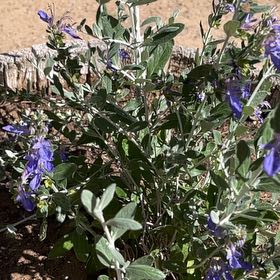 Photo of the plant species Tree Germander by @ProphetYuzutree named Prince on Greg, the plant care app