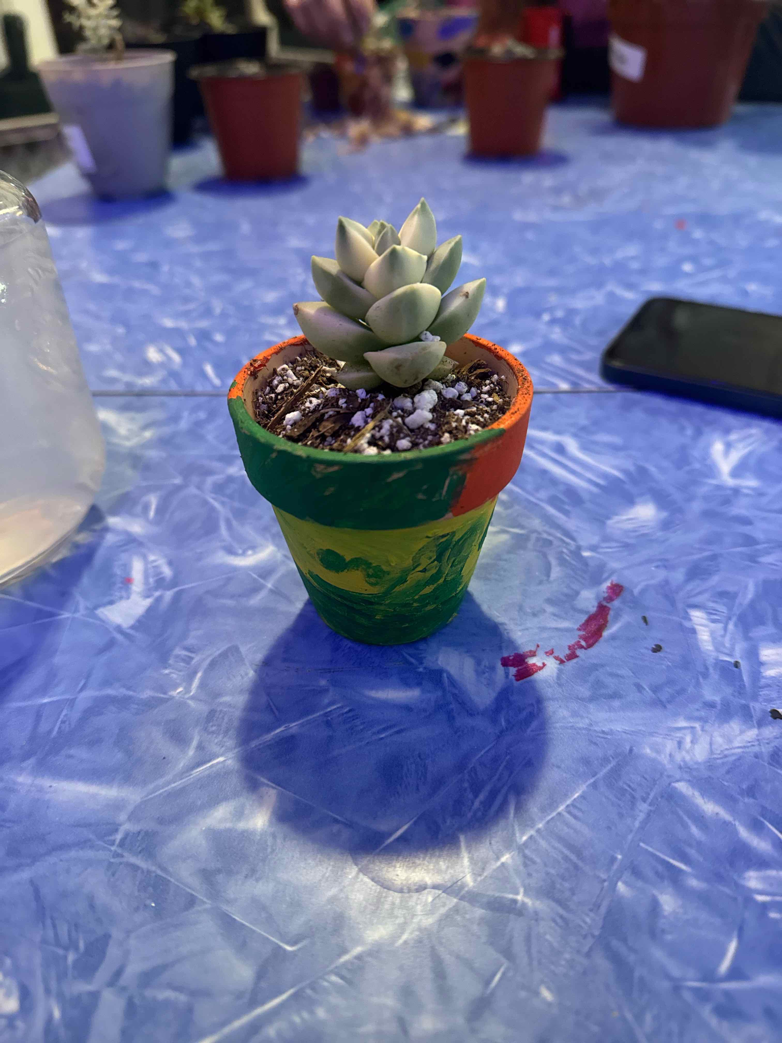 Photo of the plant species Graptoveria 'Titubans Variegata' by @Trippymoose420 named Einstein on Greg, the plant care app
