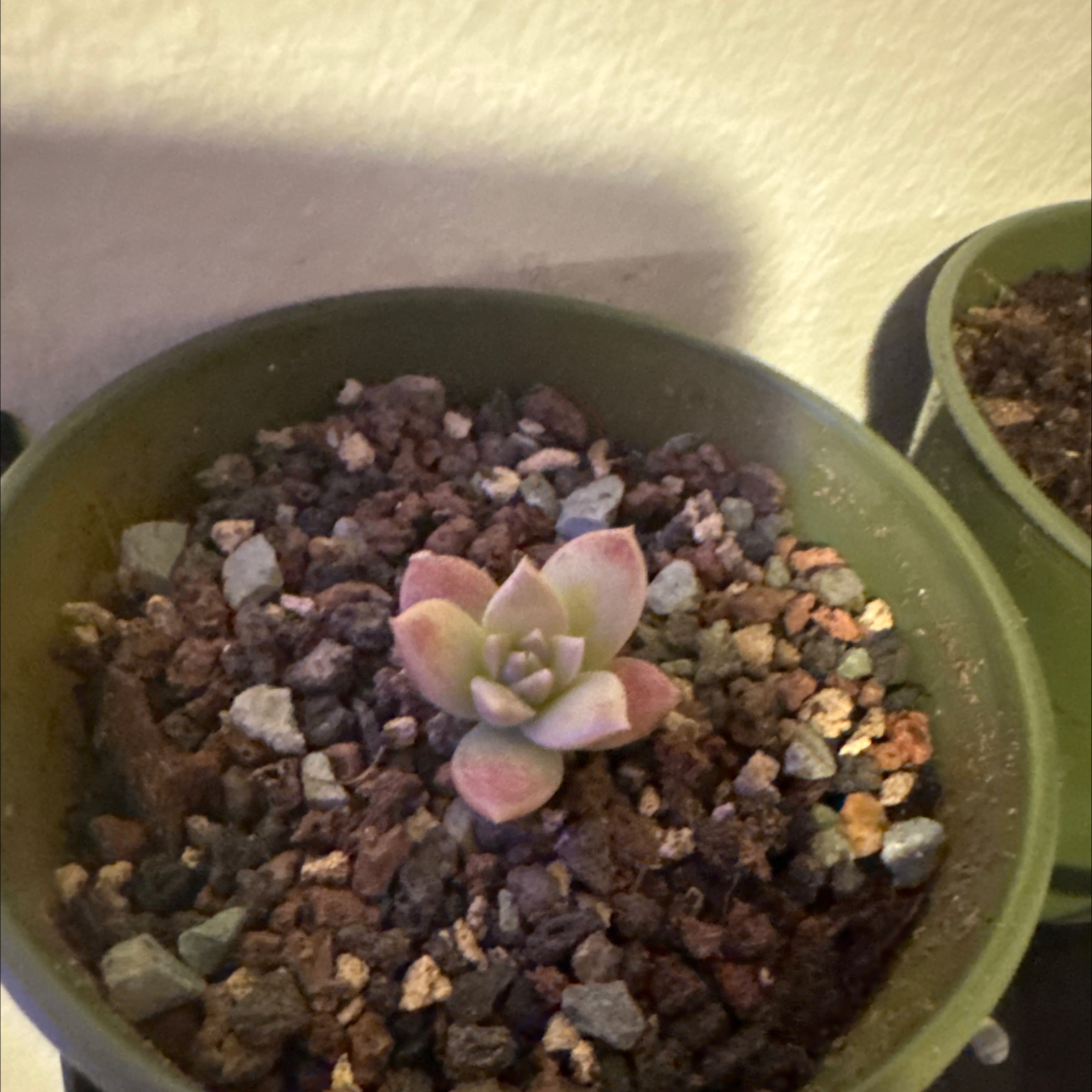 Photo of the plant species Prolific Echeveria by @Trippymoose420 named Aisling on Greg, the plant care app