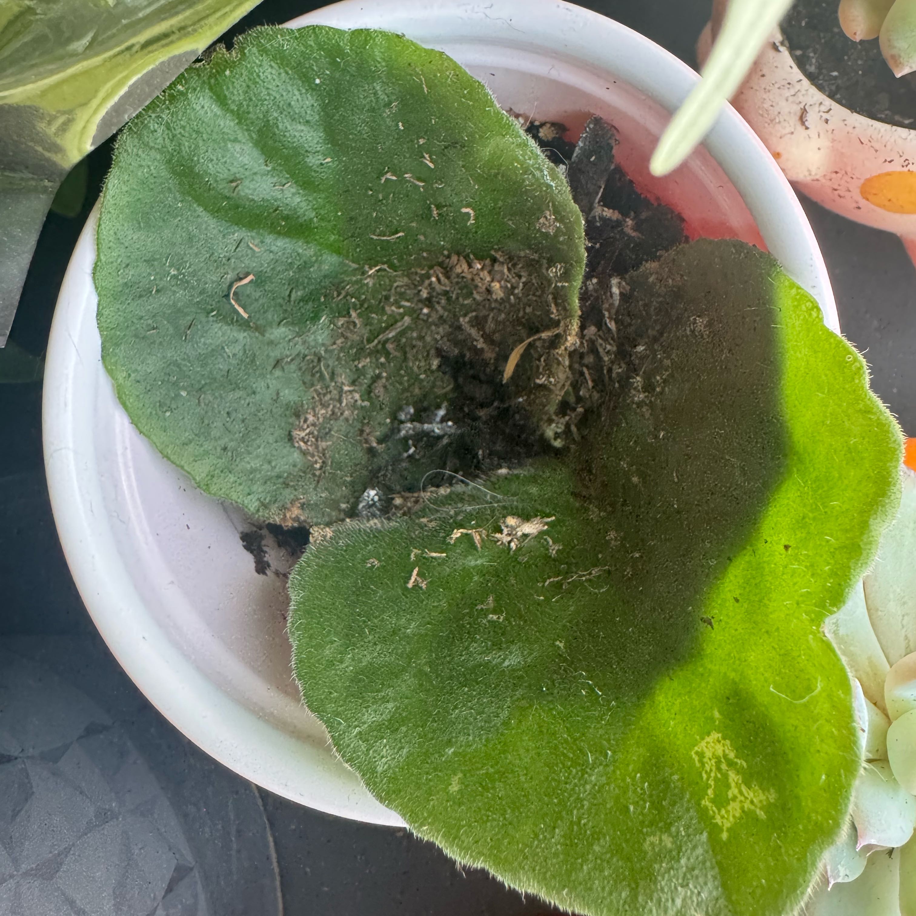 Photo of the plant species African Violet by @Trippymoose420 named Spike Leaves on Greg, the plant care app