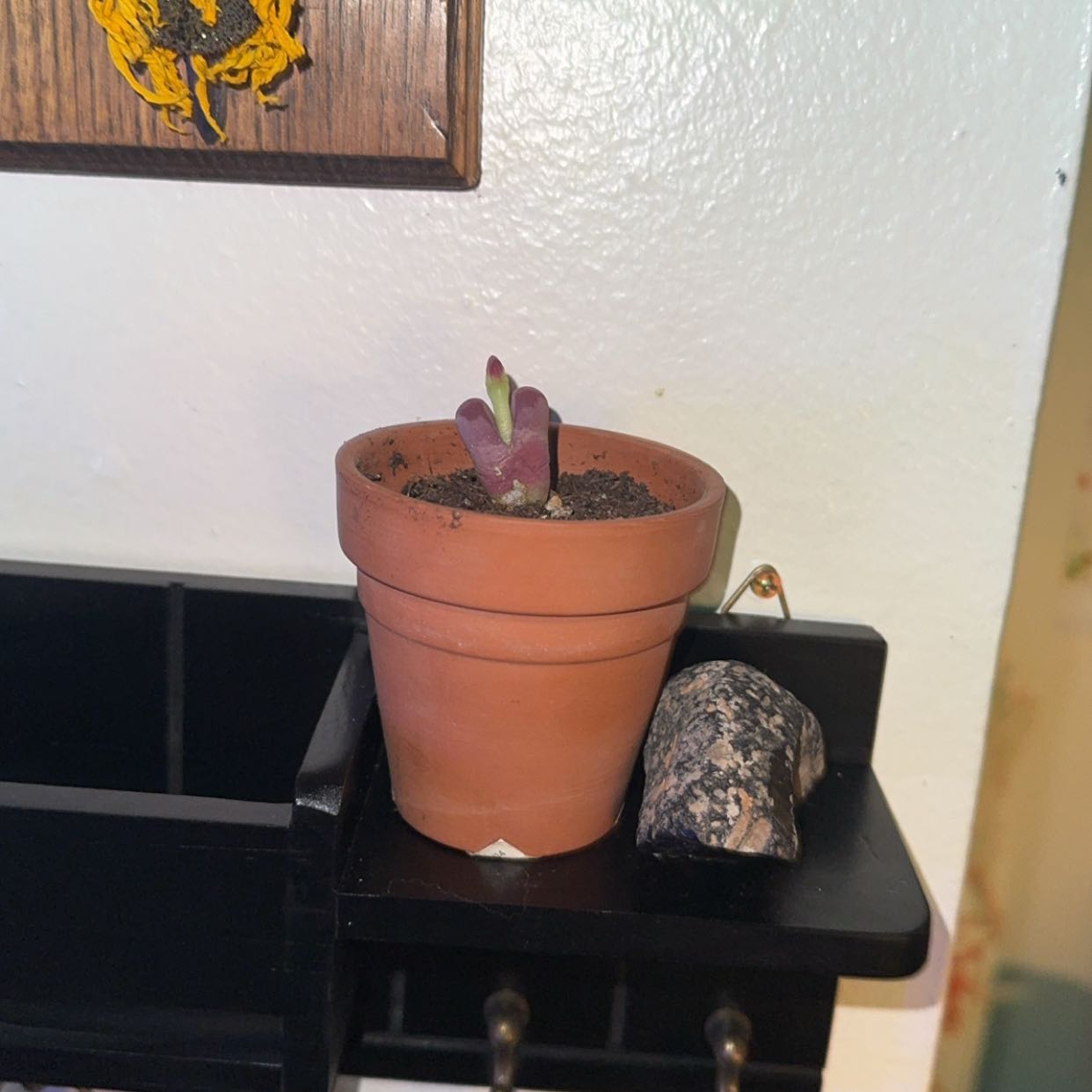 Photo of the plant species Rubra Lithops by @Trippymoose420 named Homer on Greg, the plant care app