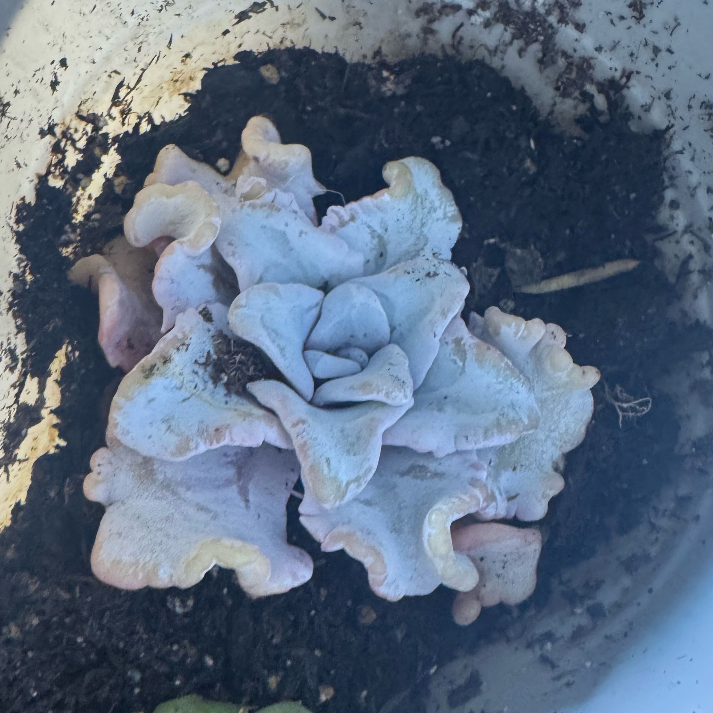 Photo of the plant species Echeveria 'Crispate Beauty' by @Trippymoose420 named Ocean on Greg, the plant care app