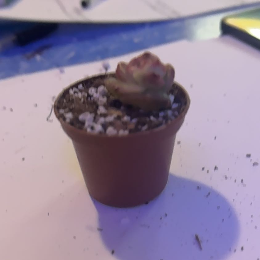 Photo of the plant species echeria red velvet sugar heart by @Trippymoose420 named Bigleef Smalls on Greg, the plant care app