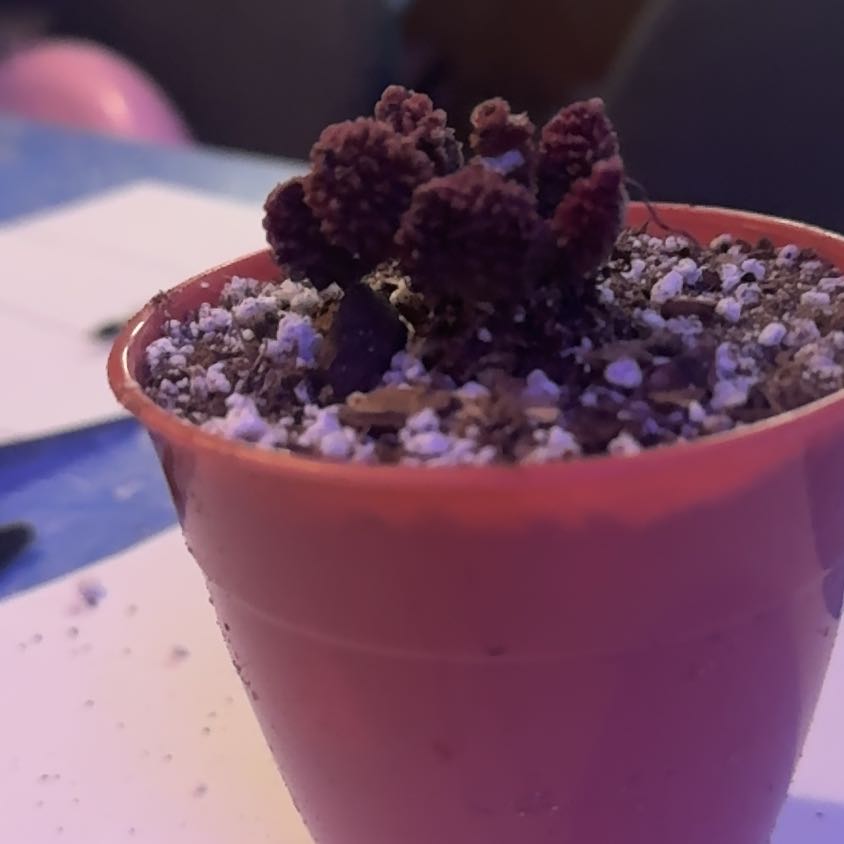 Photo of the plant species Adromischus marianae 'Herrei Album' by @Trippymoose420 named Gaga on Greg, the plant care app