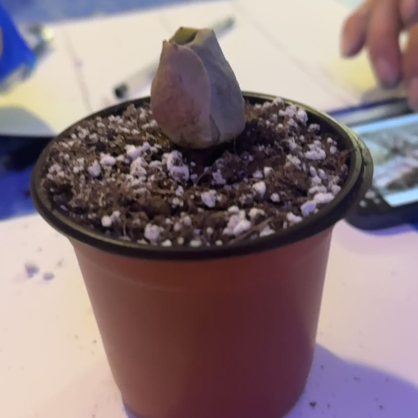 Photo of the plant species Pink Mountain Rose by @Trippymoose420 named Emerson on Greg, the plant care app