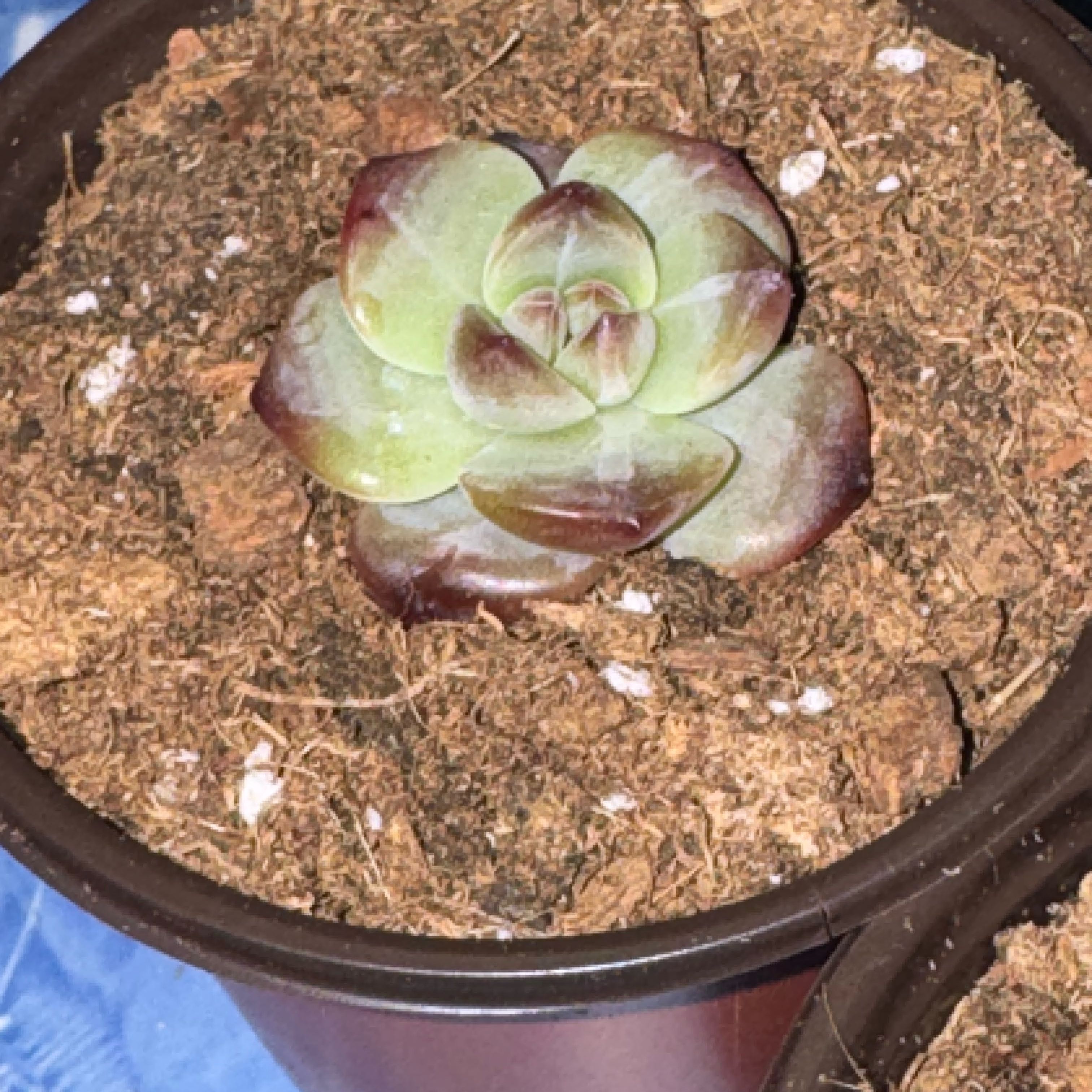 Photo of the plant species Echeveria Lipstick by @Trippymoose420 named Áine on Greg, the plant care app