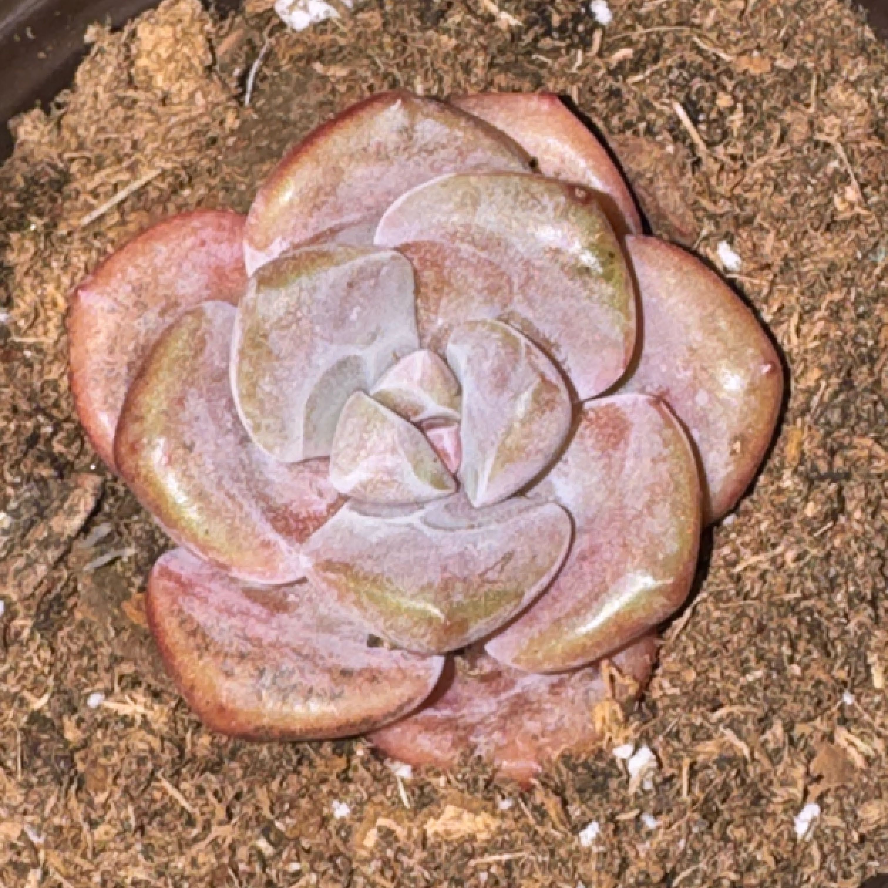 Photo of the plant species Peach Queen by @Trippymoose420 named Maeve on Greg, the plant care app