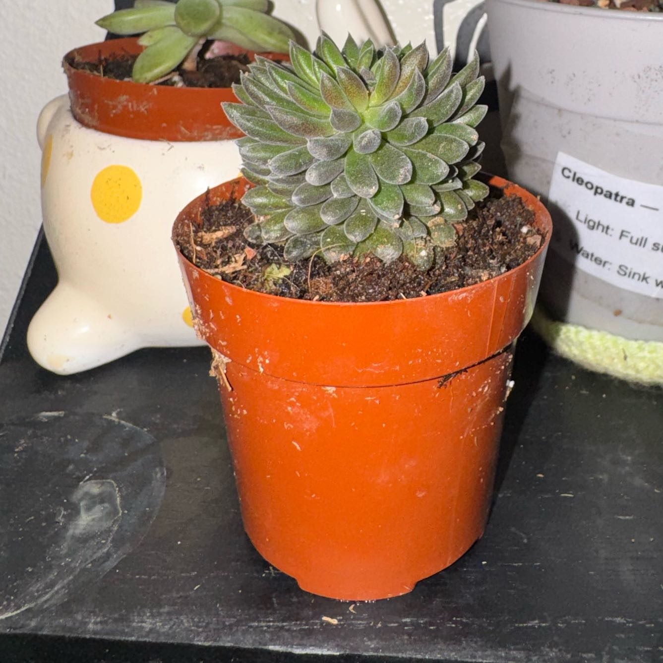 Photo of the plant species Black Sea Urchin by @Trippymoose420 named Uma on Greg, the plant care app