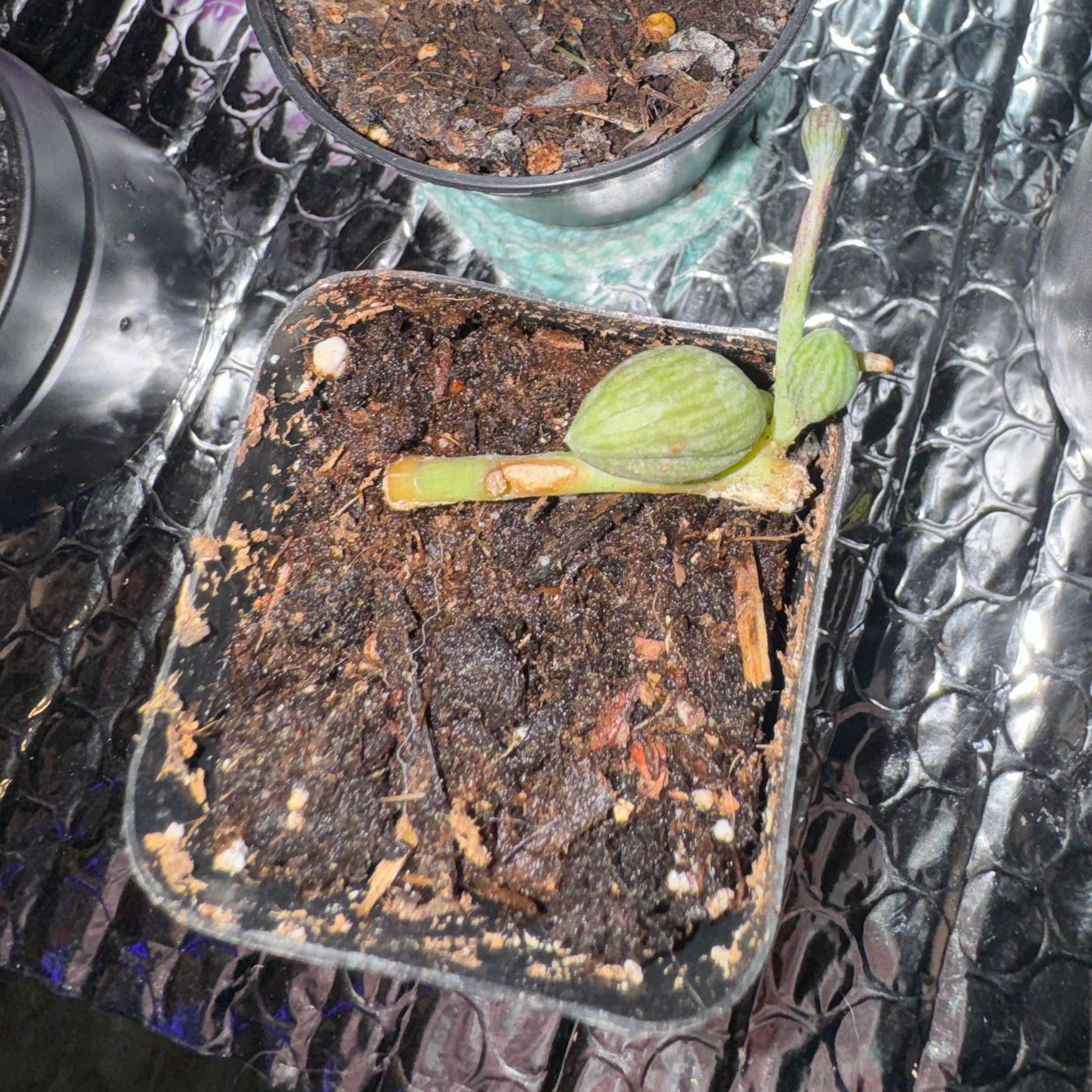 Photo of the plant species String of Watermelons by @Trippymoose420 named Astrid on Greg, the plant care app