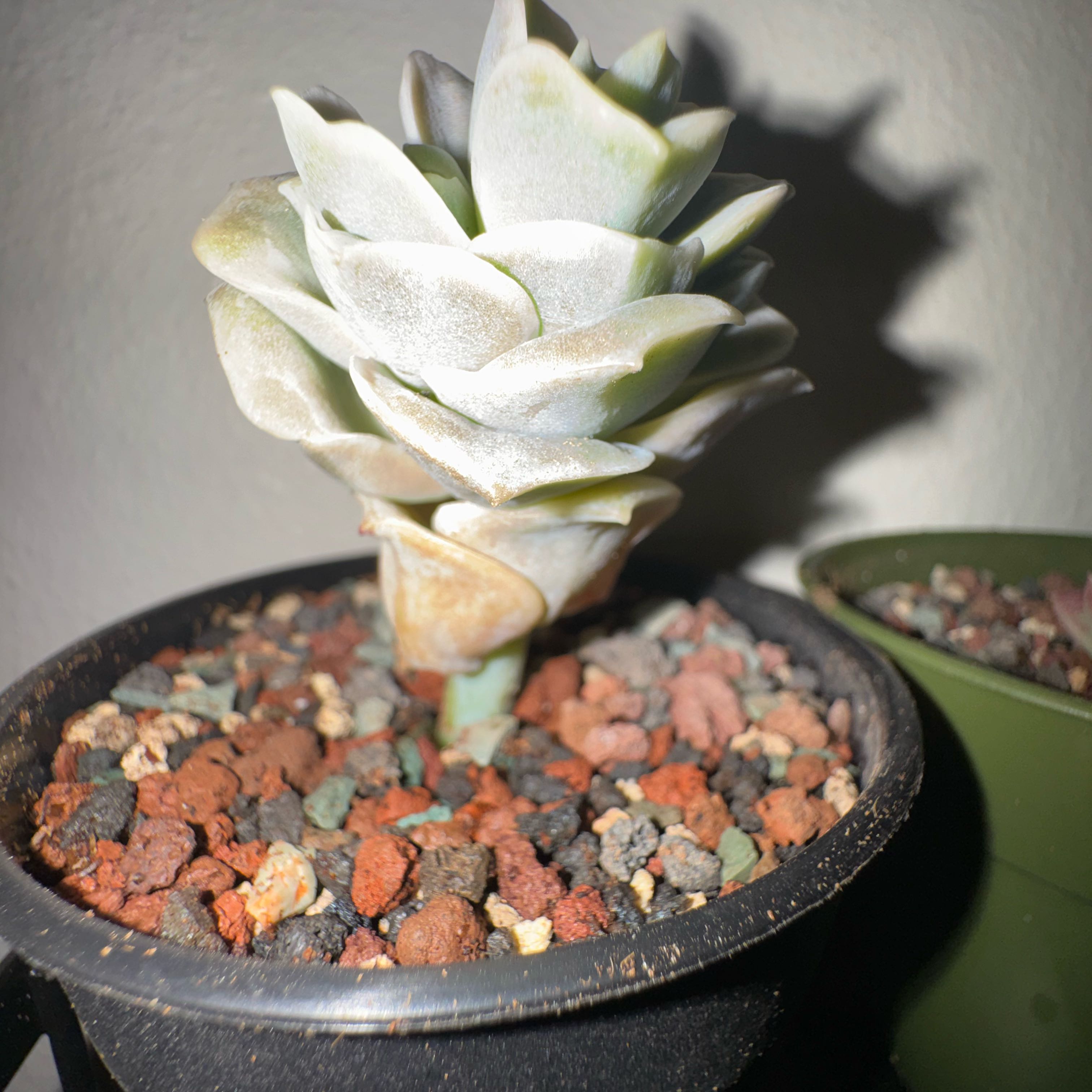 Photo of the plant species Graptoveria 'Lovely Rose' by @Trippymoose420 named Clíodhna on Greg, the plant care app